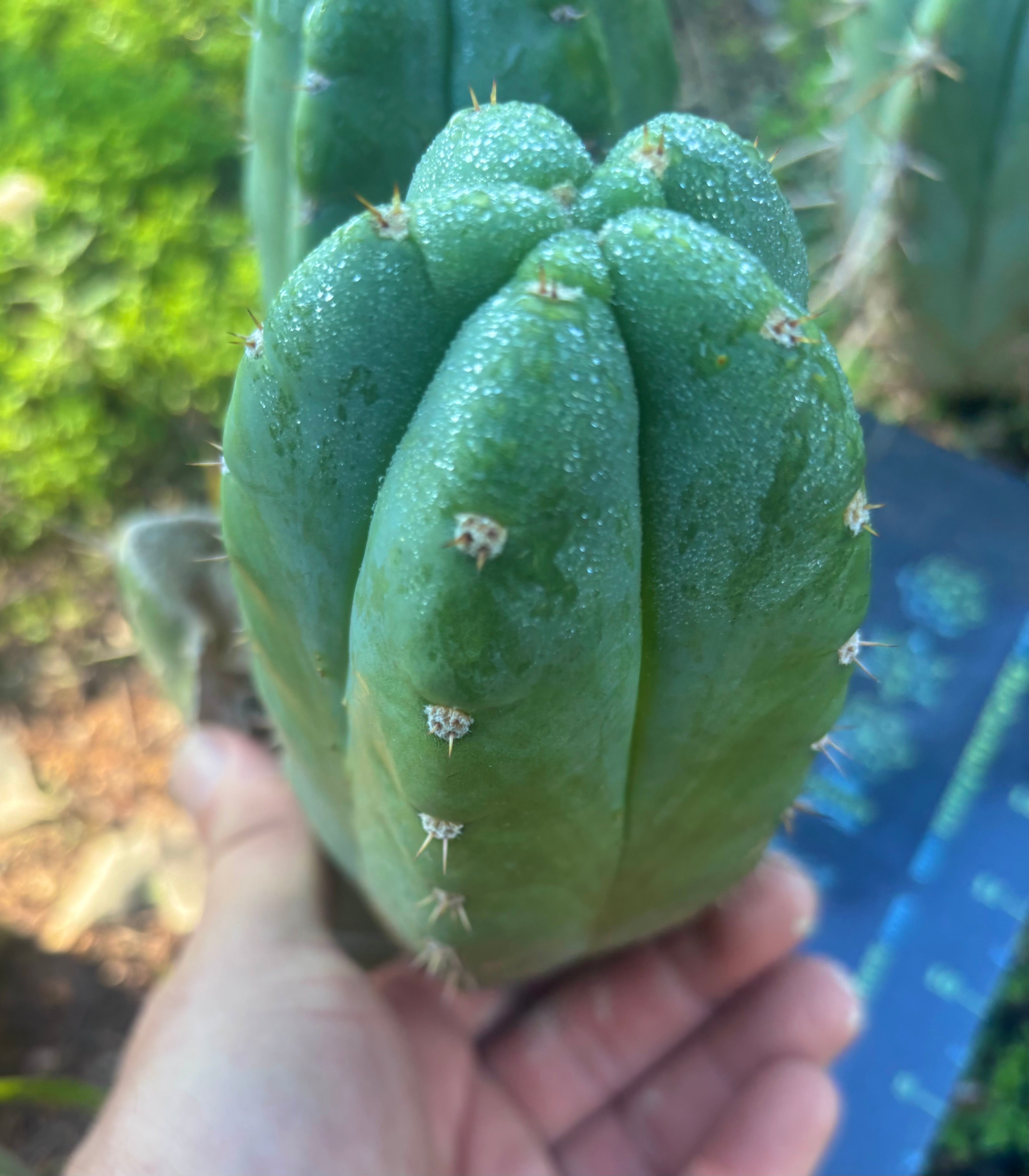 👑🌶️ Bob’s Colossus—  Chonky 6” Grenade