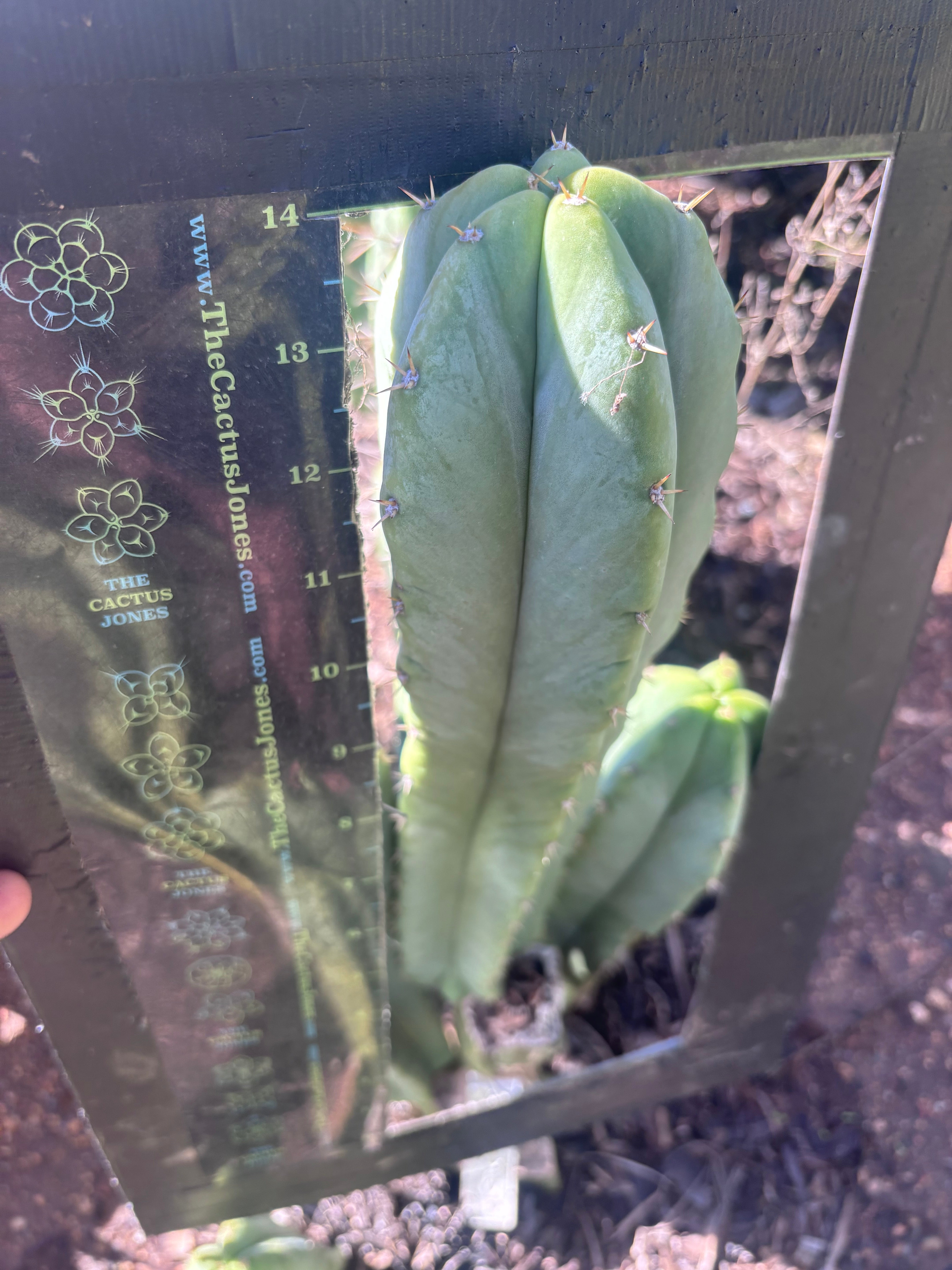 🌶️ Jada x Scop — XL 15” Pup