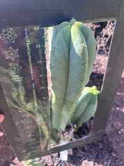 🌶️ Jada x Scop — XL 15” Pup