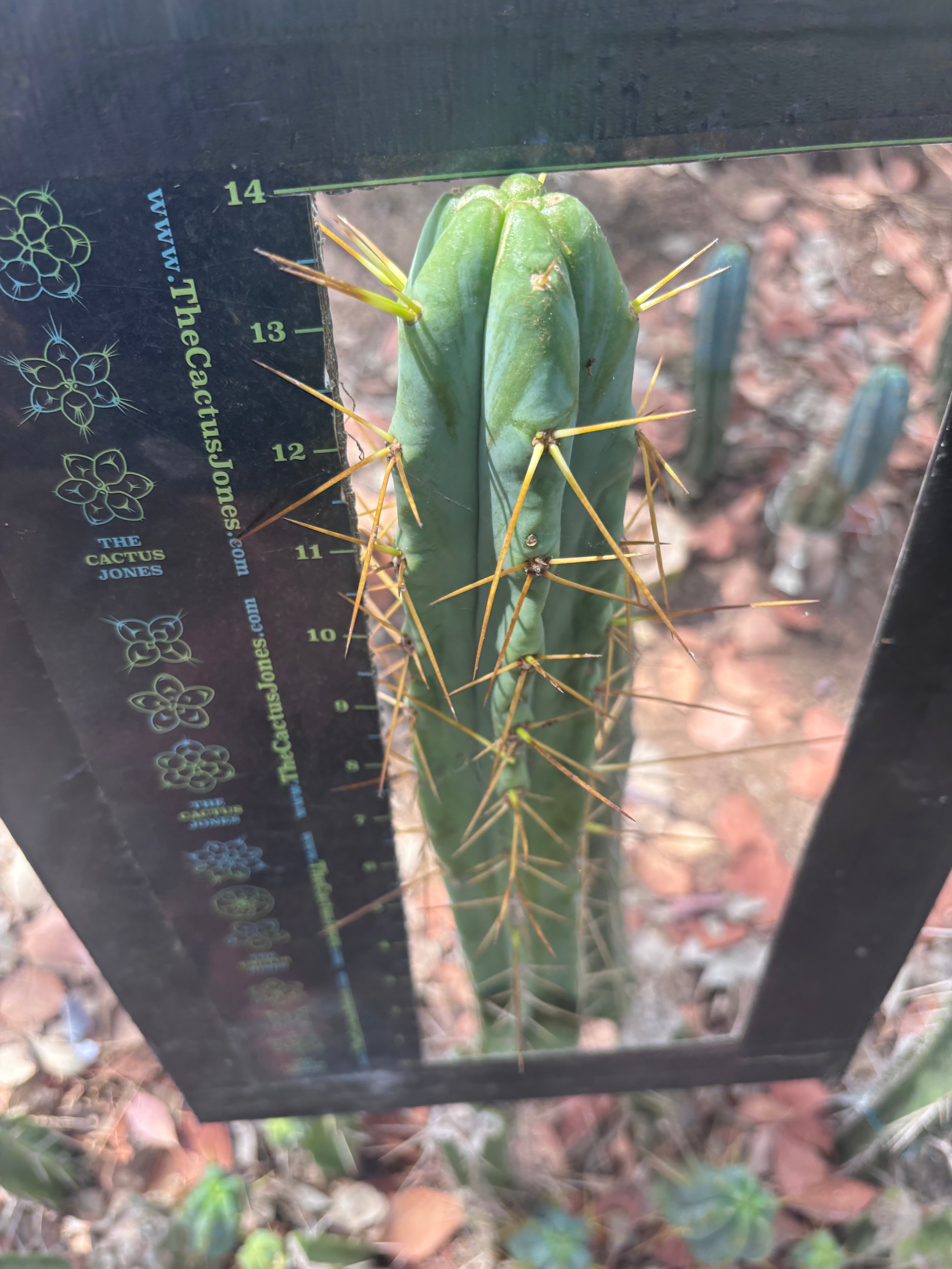🌶️ Psycho0’ x Sina — 14” Tip