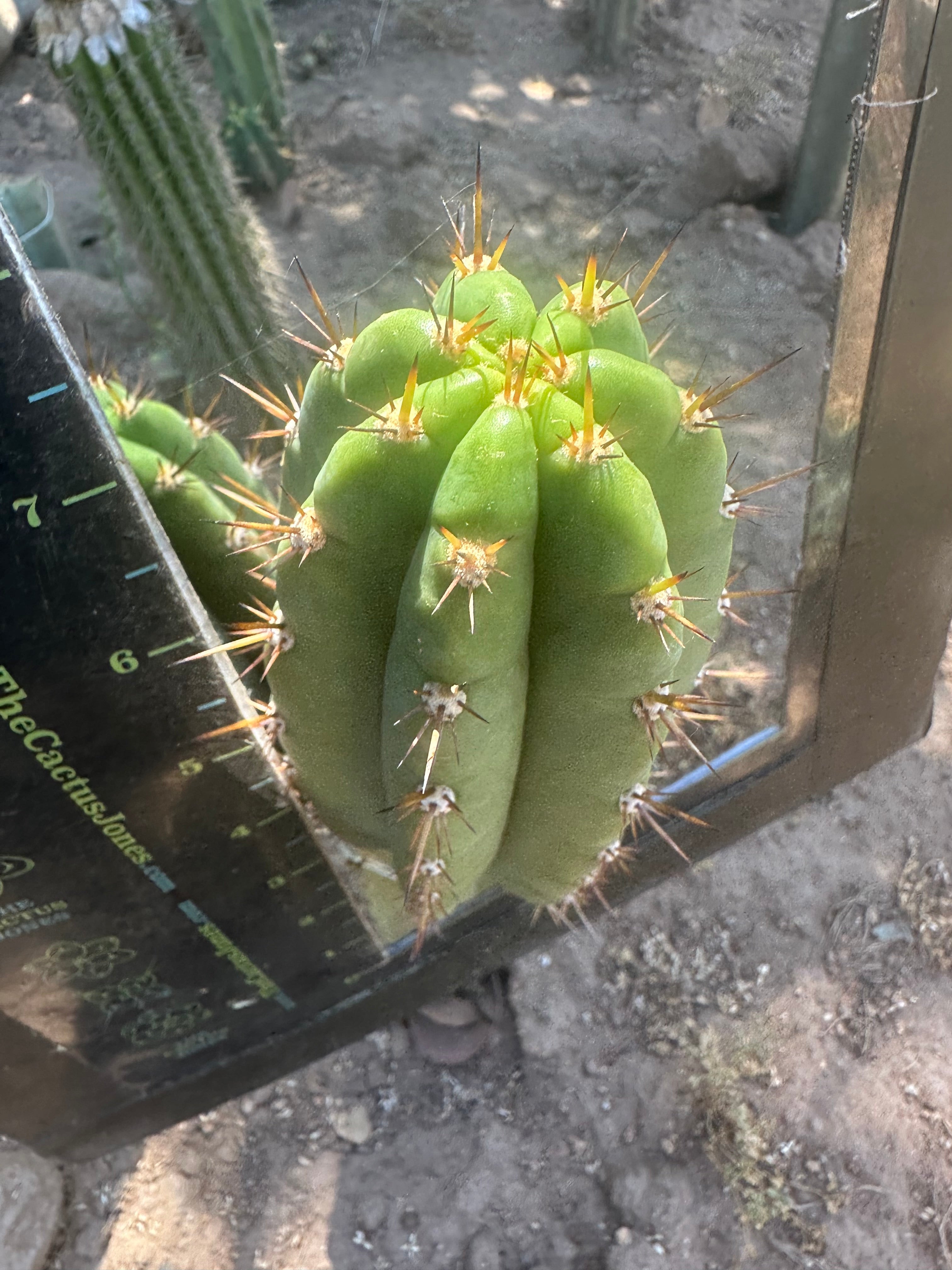 Gary Duke’s — 8” Pup