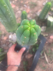 👑🌶️🌶️ Ogun — Fat 11” Pup