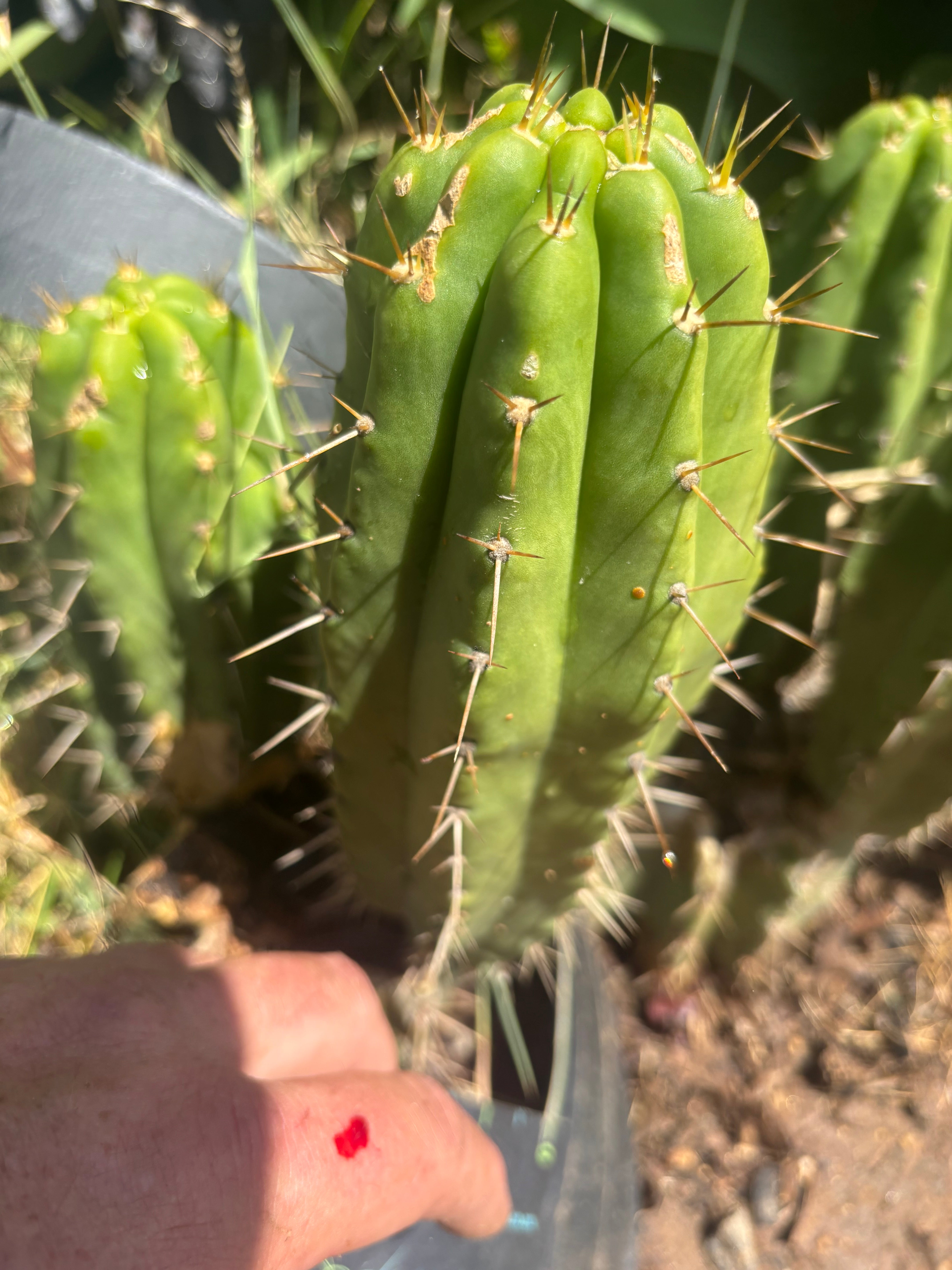 👑 The Jones Pink 🌸 — 8” Pup
