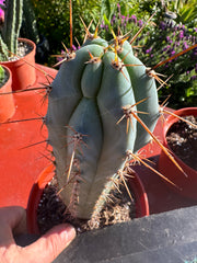 👑💙 Icaros Peruvianus  — Rooted 8” (2)