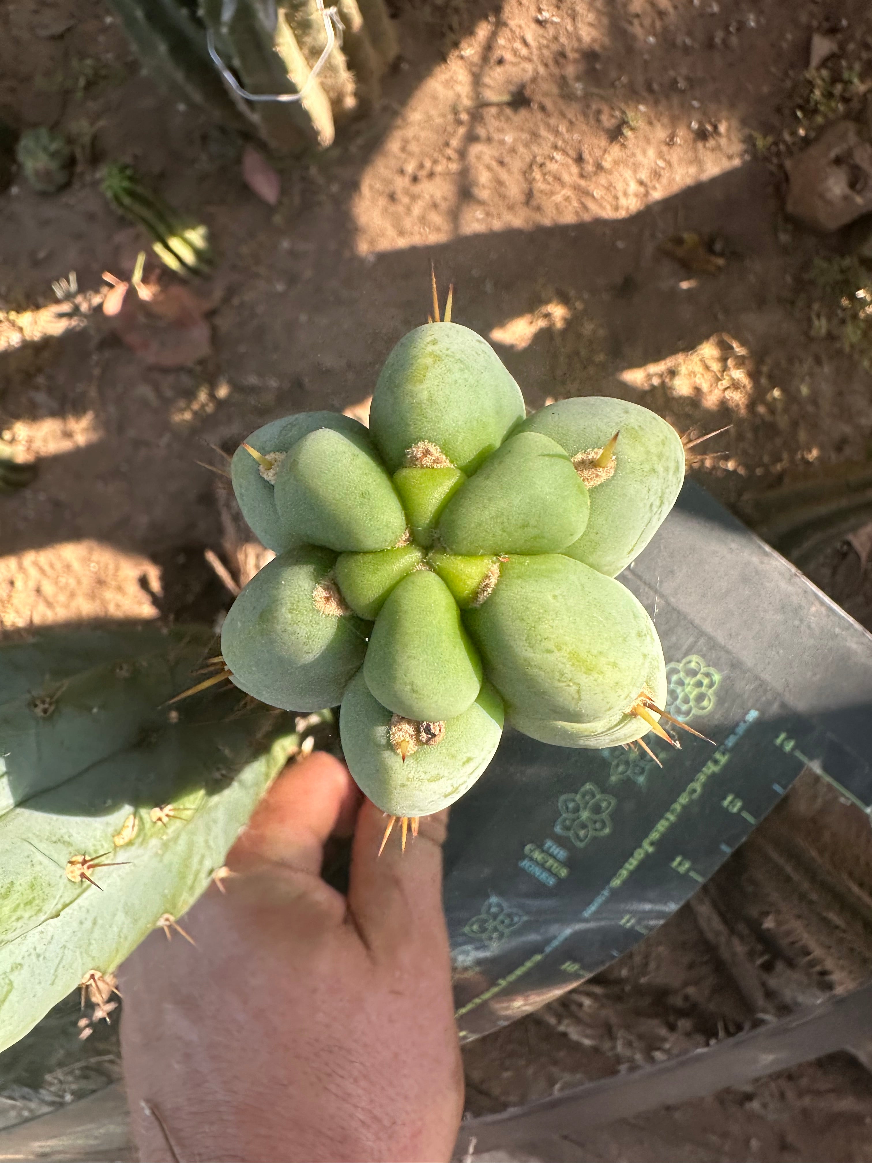 💎👑🌶️🌶️ Austy’s Bomb (TNT) — 7” Tip