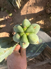 💎👑🌶️🌶️ Austy’s Bomb (TNT) — 7” Tip