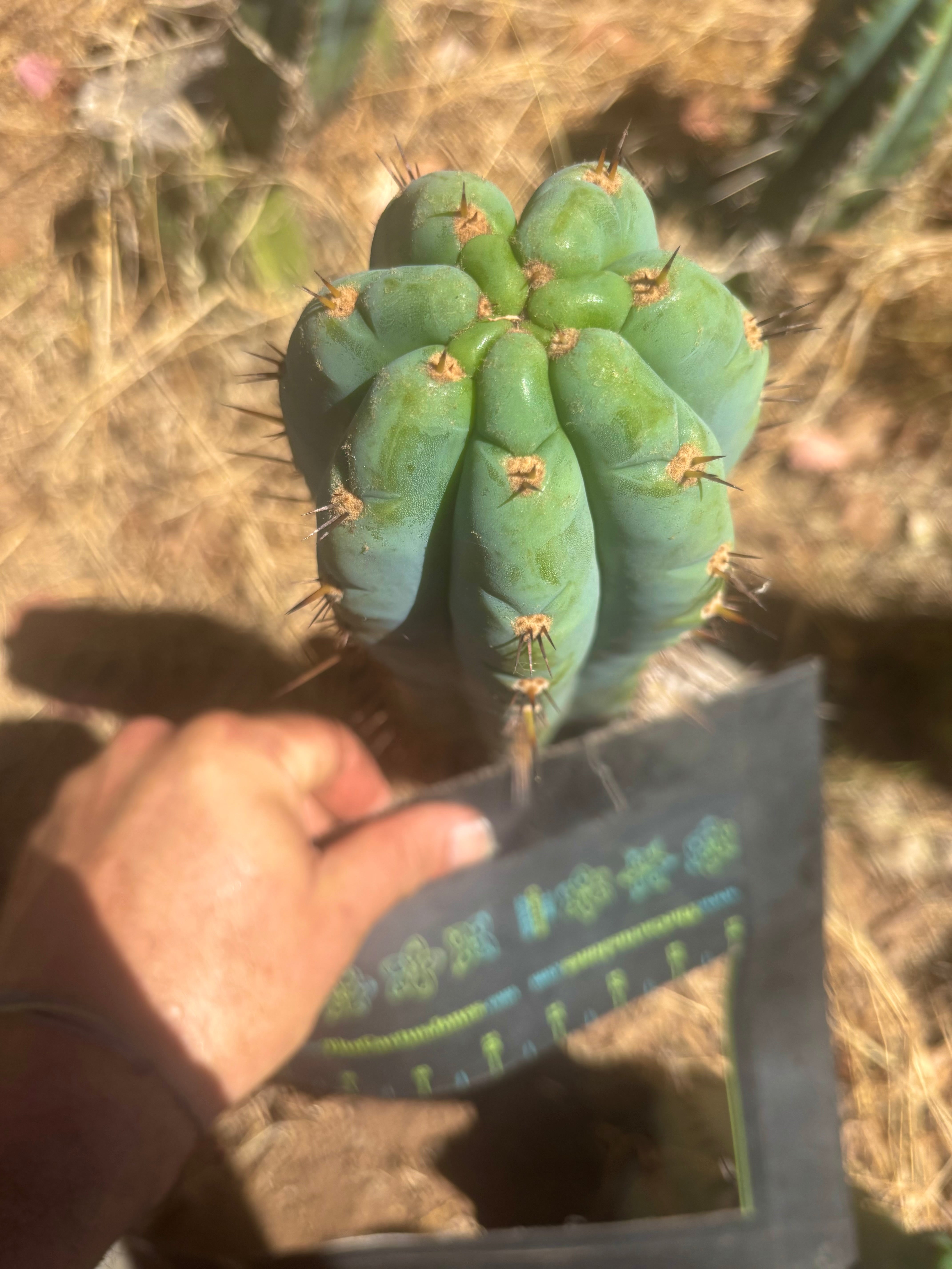 💎👑 Papa Smurf — Chonky 8” Tip