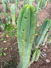 👑🌶️ Jiimz Twin Spine  — 12” Tips