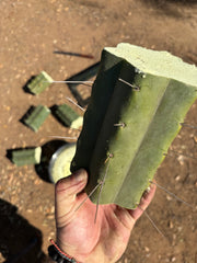 👑🌶️🌶️ Eileen — 7” Mega Mids