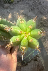 Gary Duke’s — 8” Pup