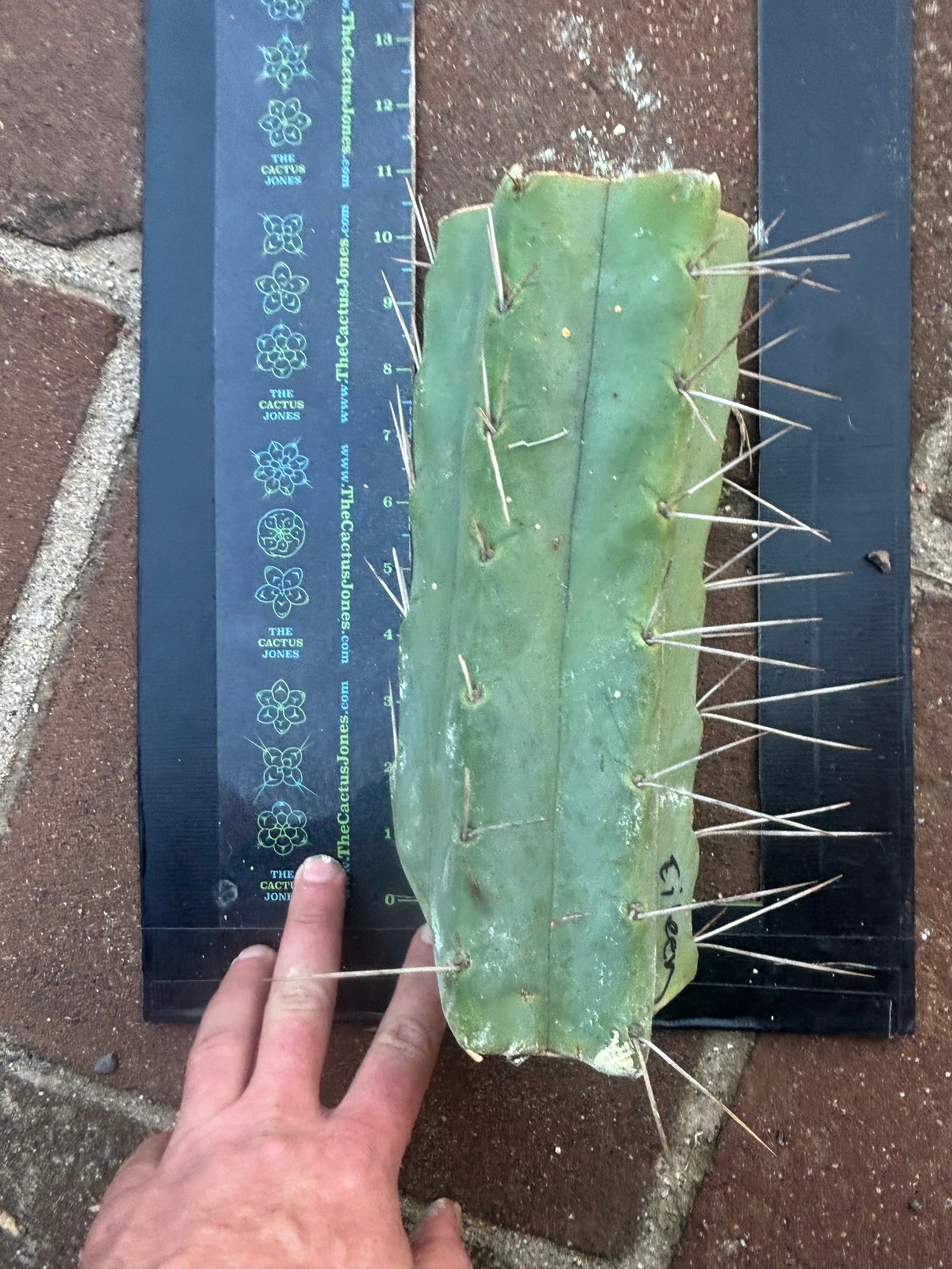 👑🌶️🌶️ Eileen — 10” Mega Mid