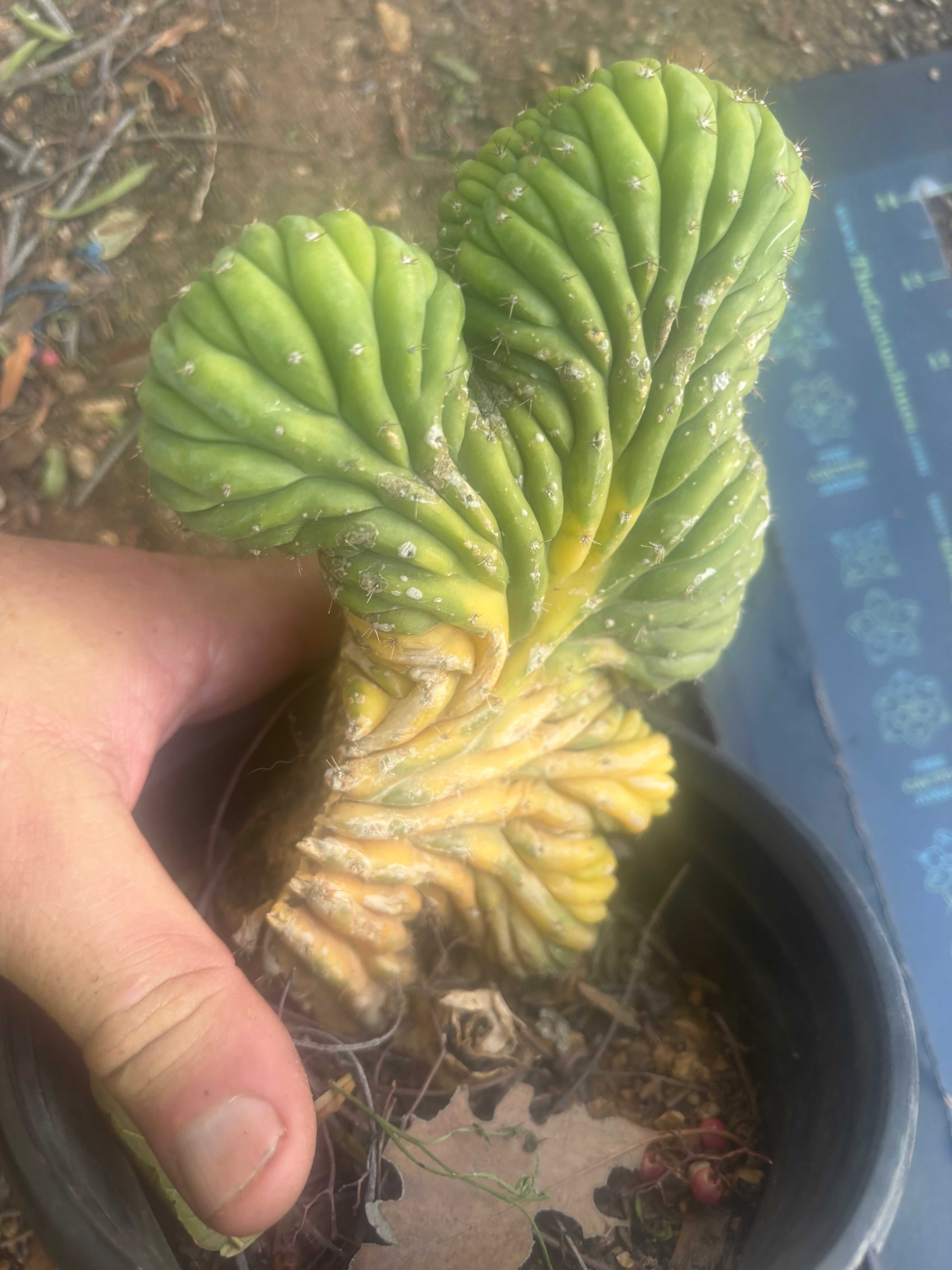 🔰💎 Crested Variegated Pachanoi, Rooted