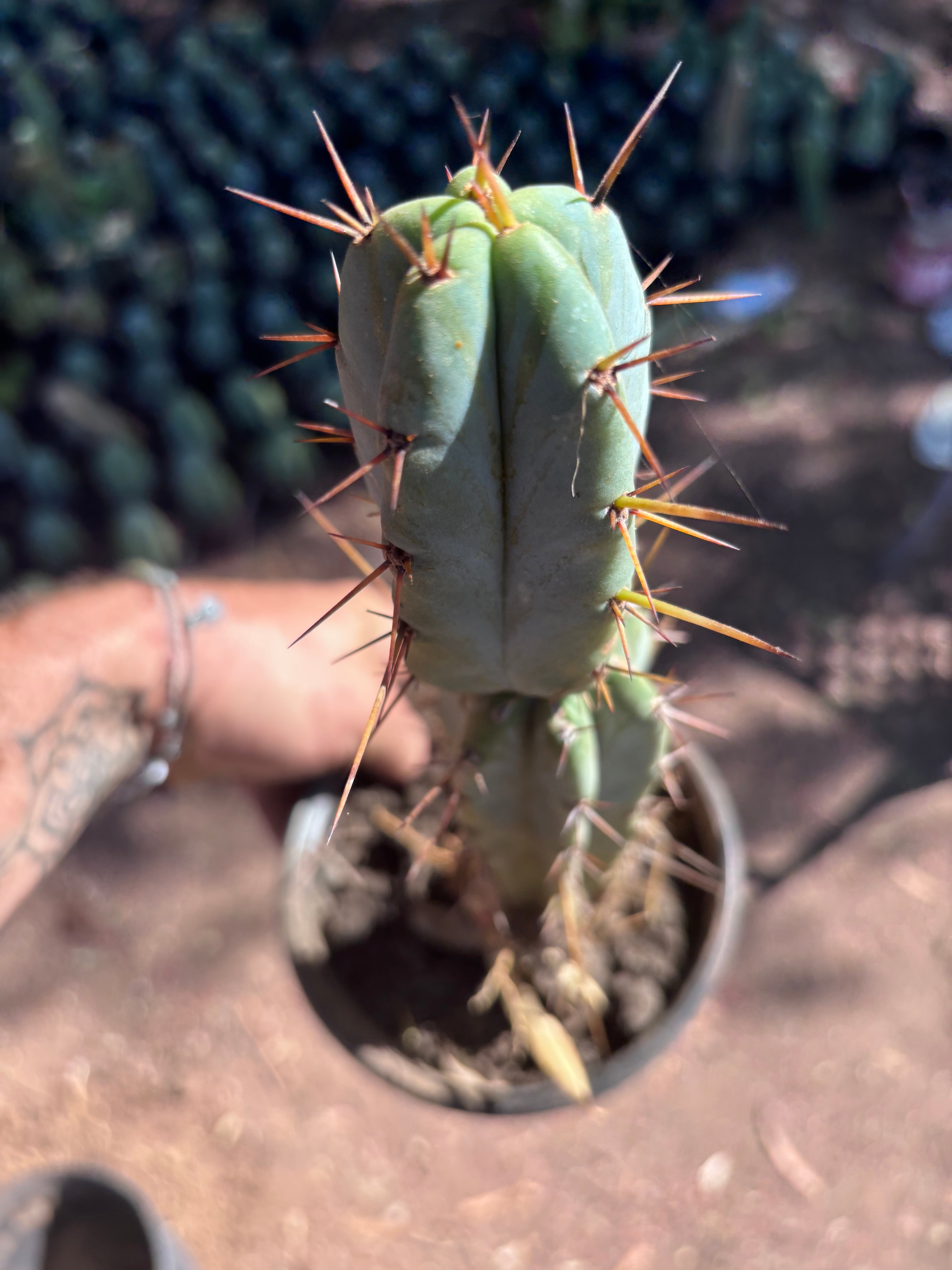 👑🌶️ SFBG — Rooted 13”