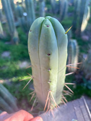 👑💎🌶️ Bob Gillette — 9” Tip