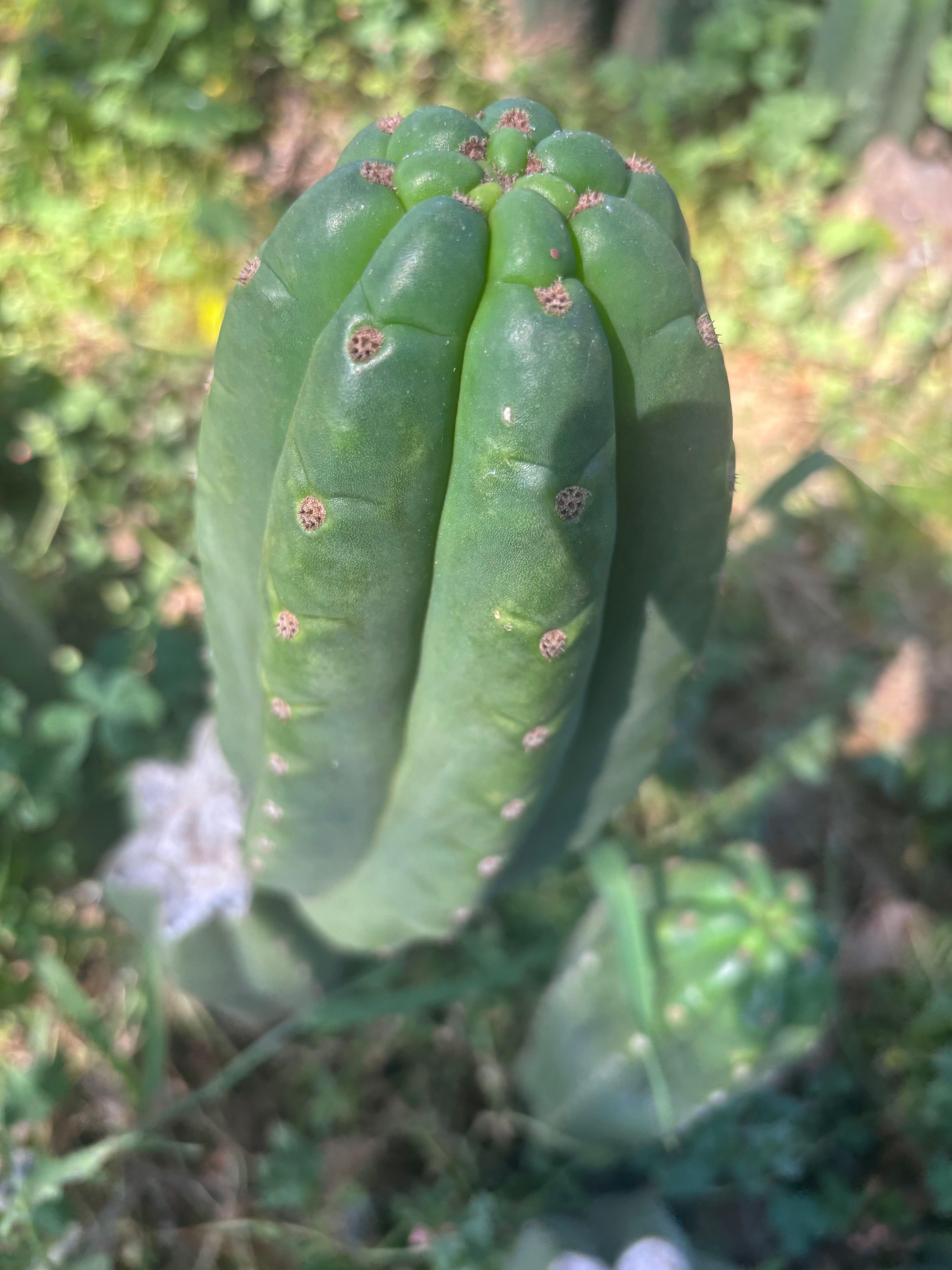 👑🌶️ The Field’s Pachanoi — Fat Pup