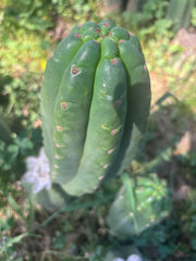 👑🌶️ The Field’s Pachanoi — Fat Pup