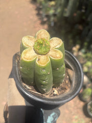 👑 Hulk’s Balls — Graft On Rooted PC