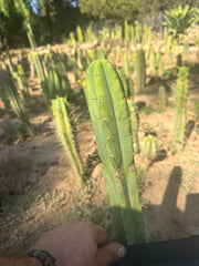 👑🌶️ Exotic Gardens — 10” Tip