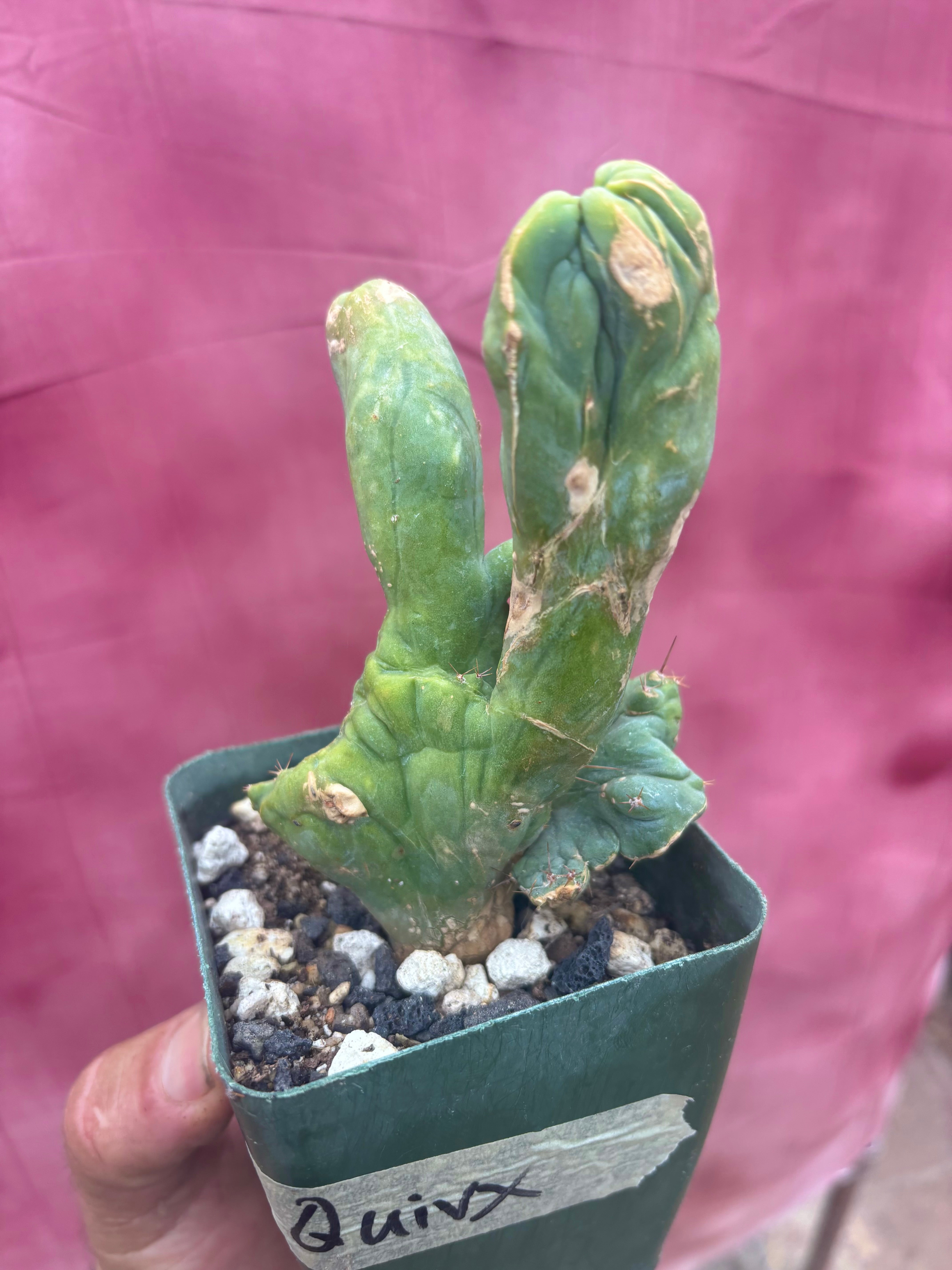 👑💎🌶️🌶️ TBMC — Rooted 6”