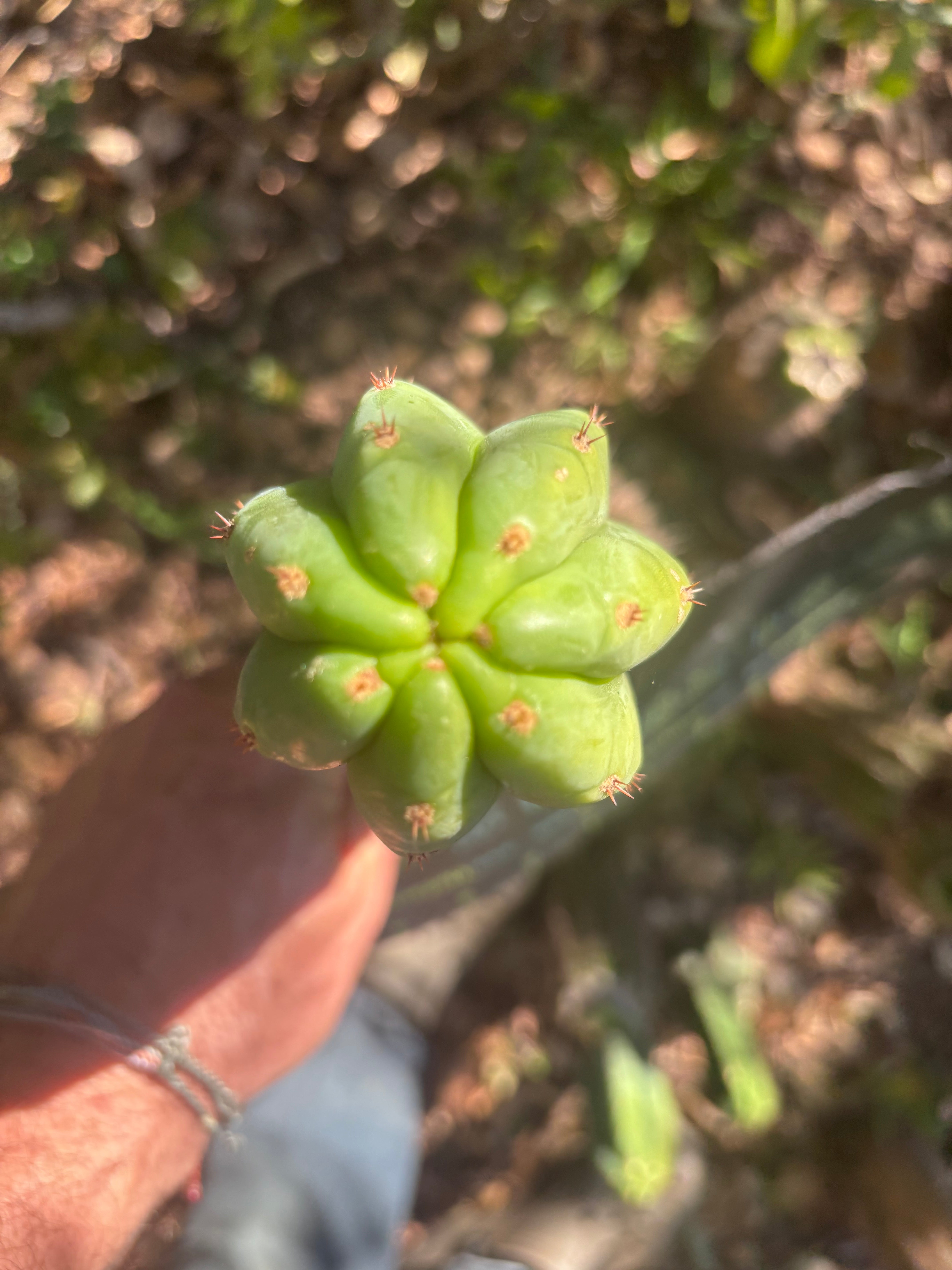 💎👑🌶️🌶️ KR04 — Another 7” Tip