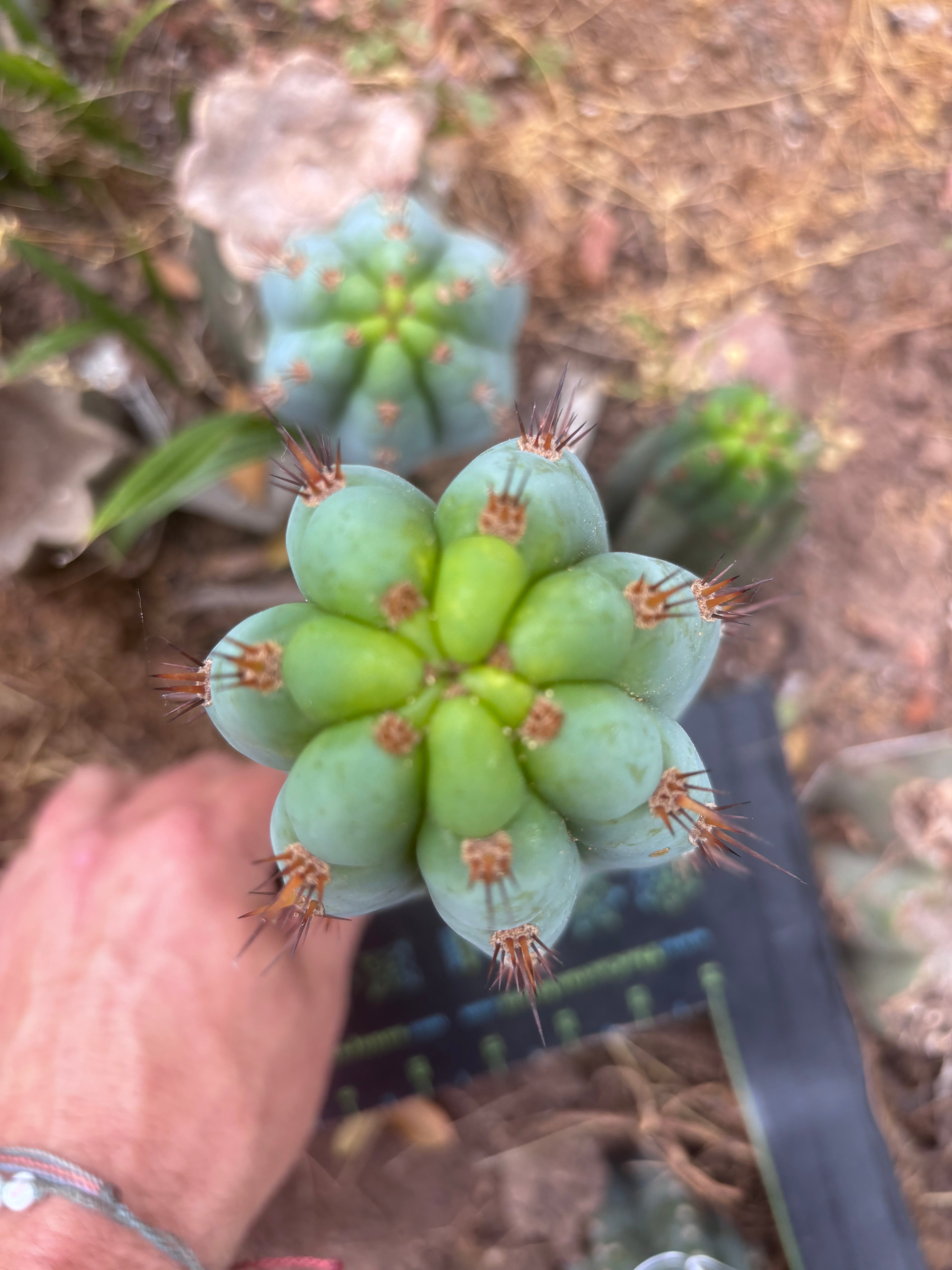 💎👑  Bart — Another 8” Pup