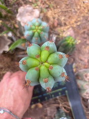 💎👑  Bart — Another 8” Pup