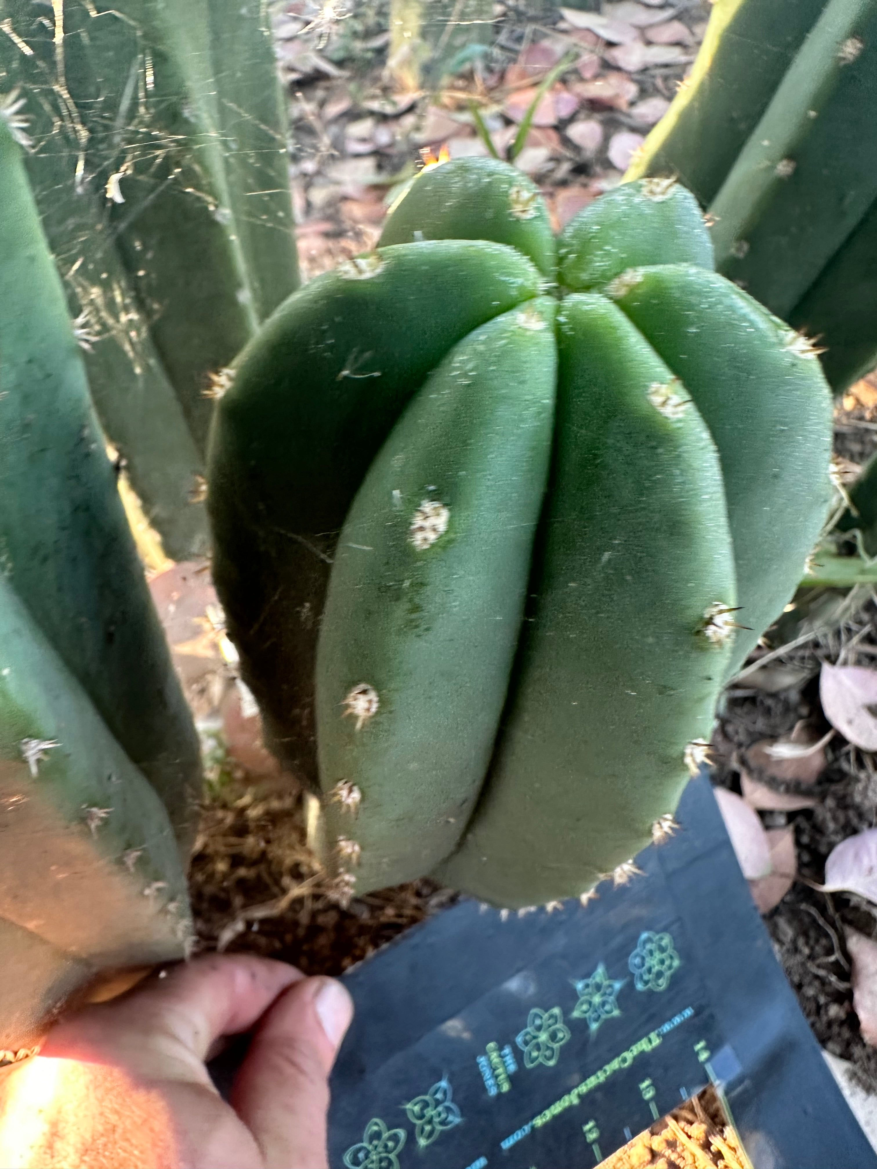 Super Pedro x Scop A  — Chonky 10” Tips