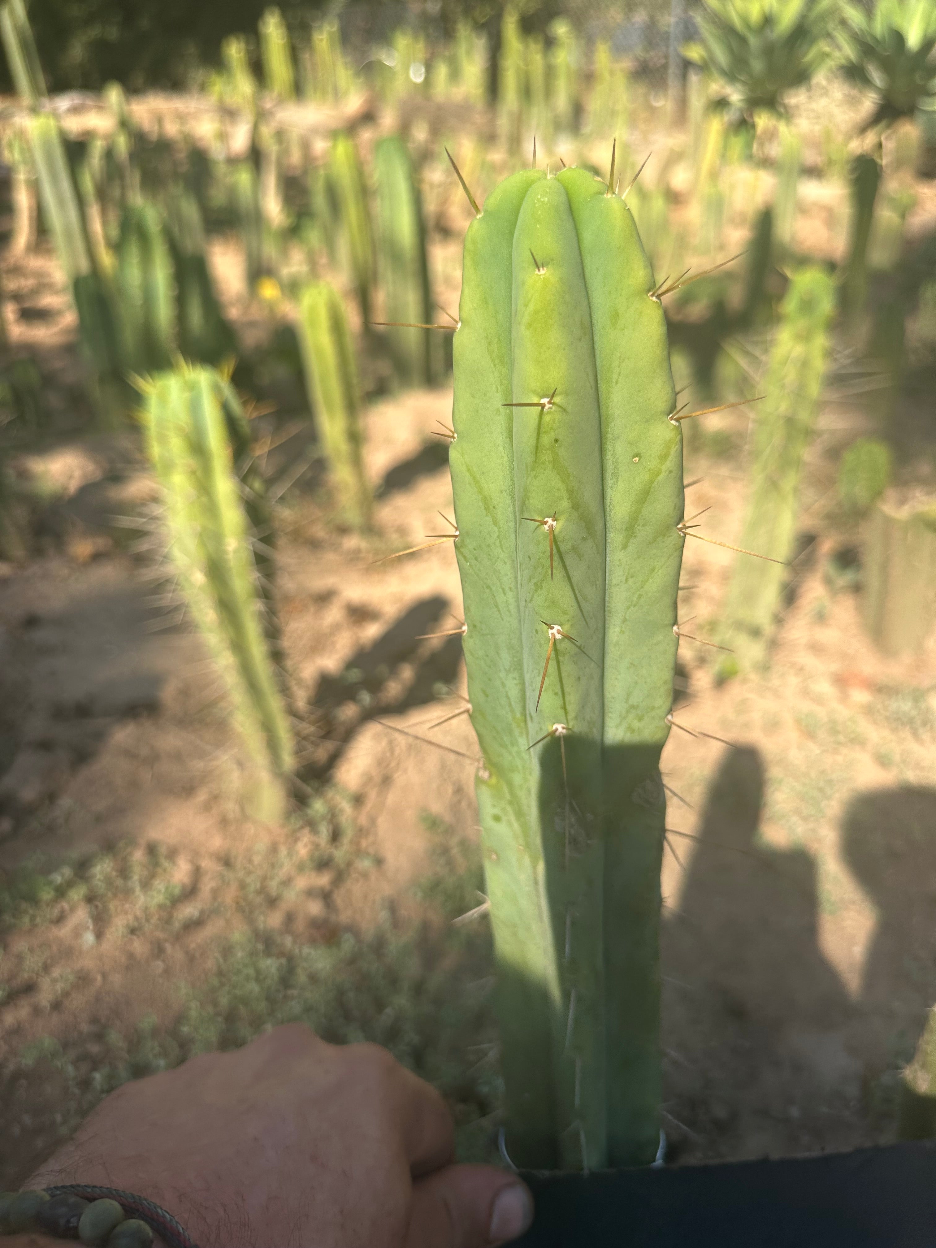 👑🌶️ Exotic Gardens — 10” Tip