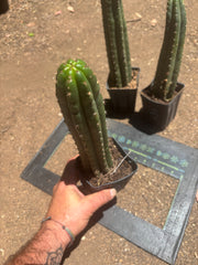 👑🌶️ Torres & Torres — Rooted 11” Tips