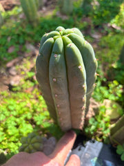 👑🌶️ Blue Ecuador — Chonky 9” Pup