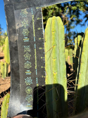 👑🌶️🌶️ Jiimz Twin Spine  — 13” Pups