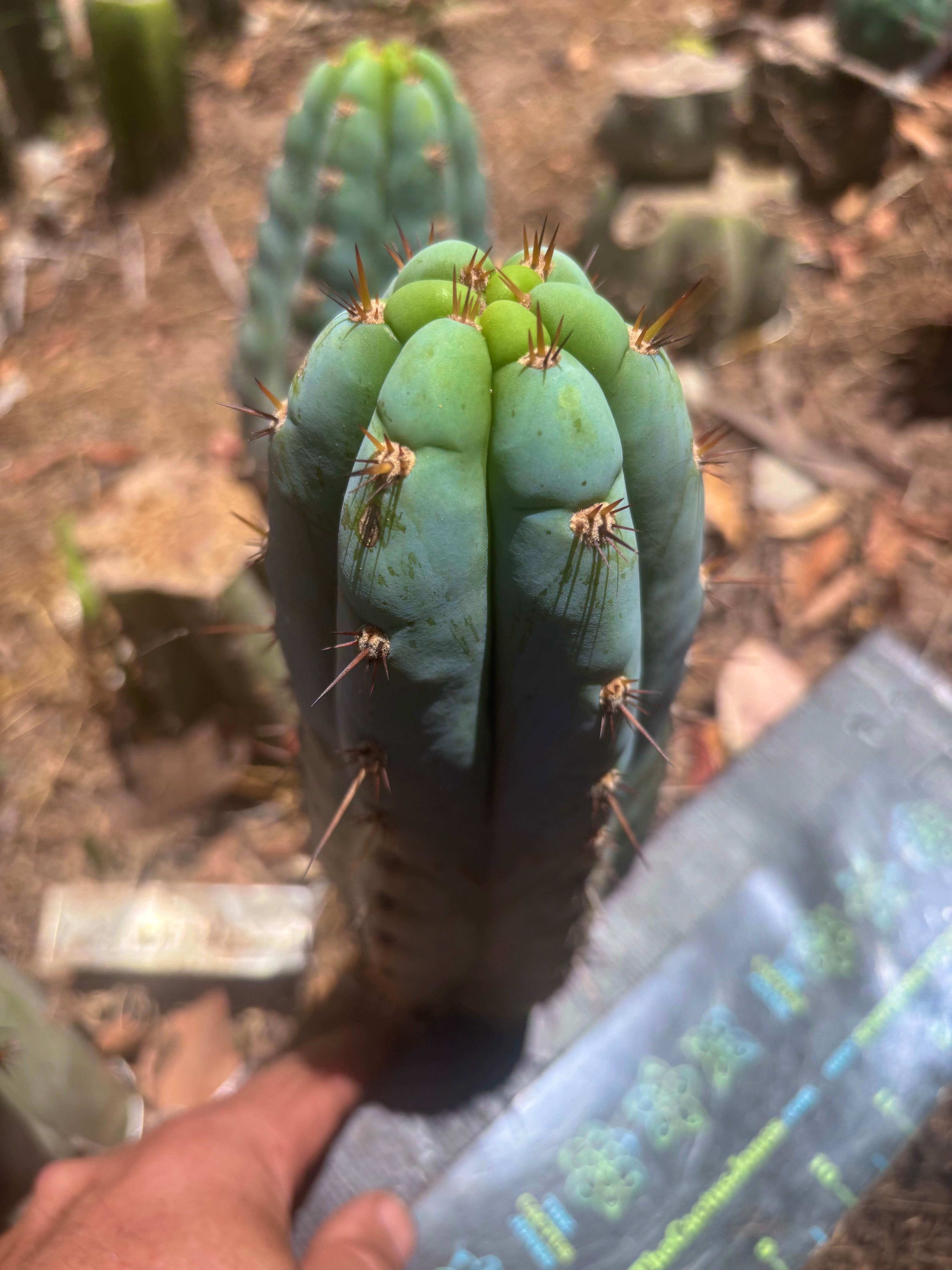 💎👑🌶️ Sharxx Blue — Chubby 8” Pup
