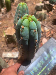 💎👑🌶️ Sharxx Blue — Chubby 8” Pup