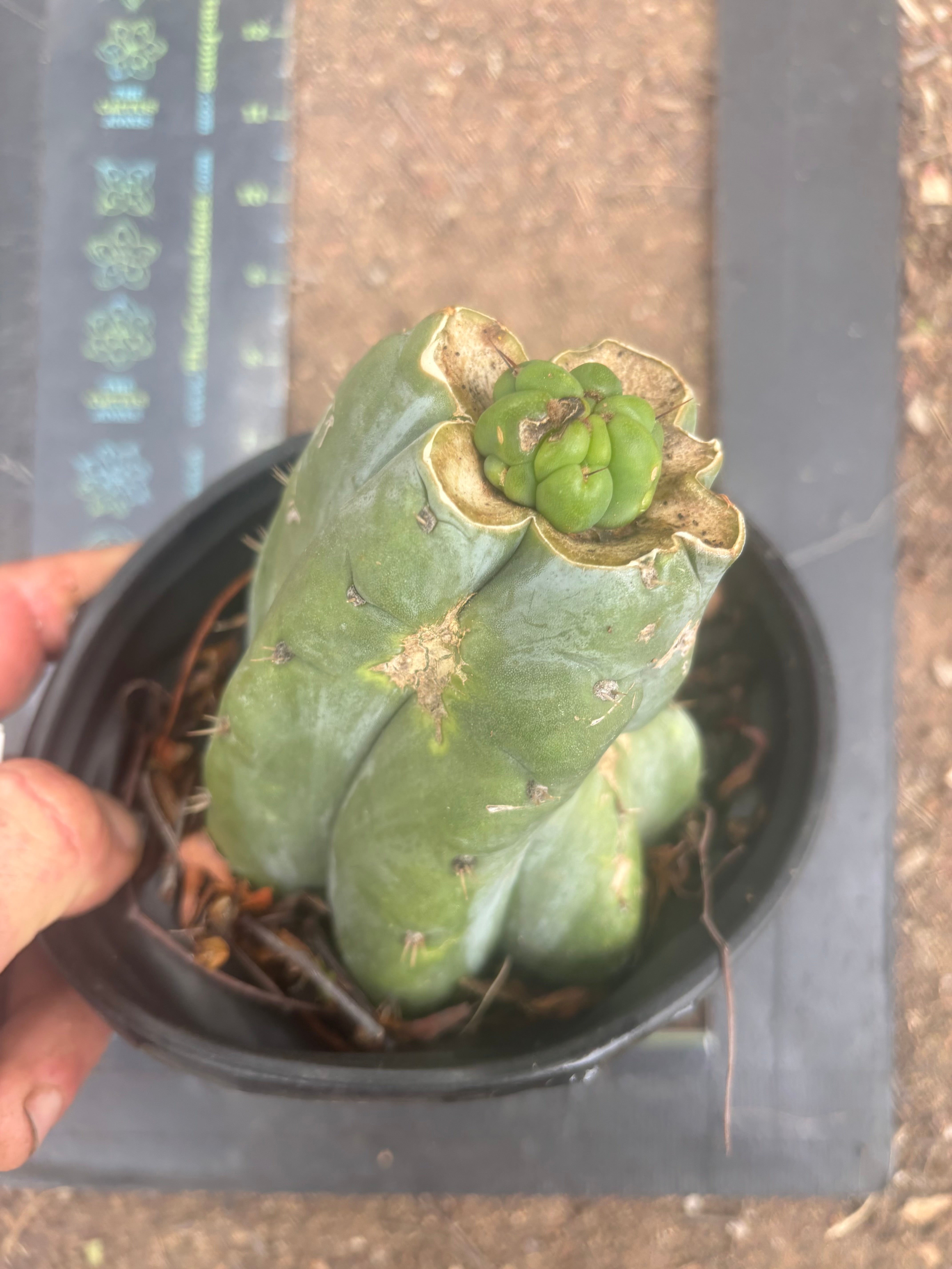 💎👑💎 Havran — Pup Graft on Rooted Shine01