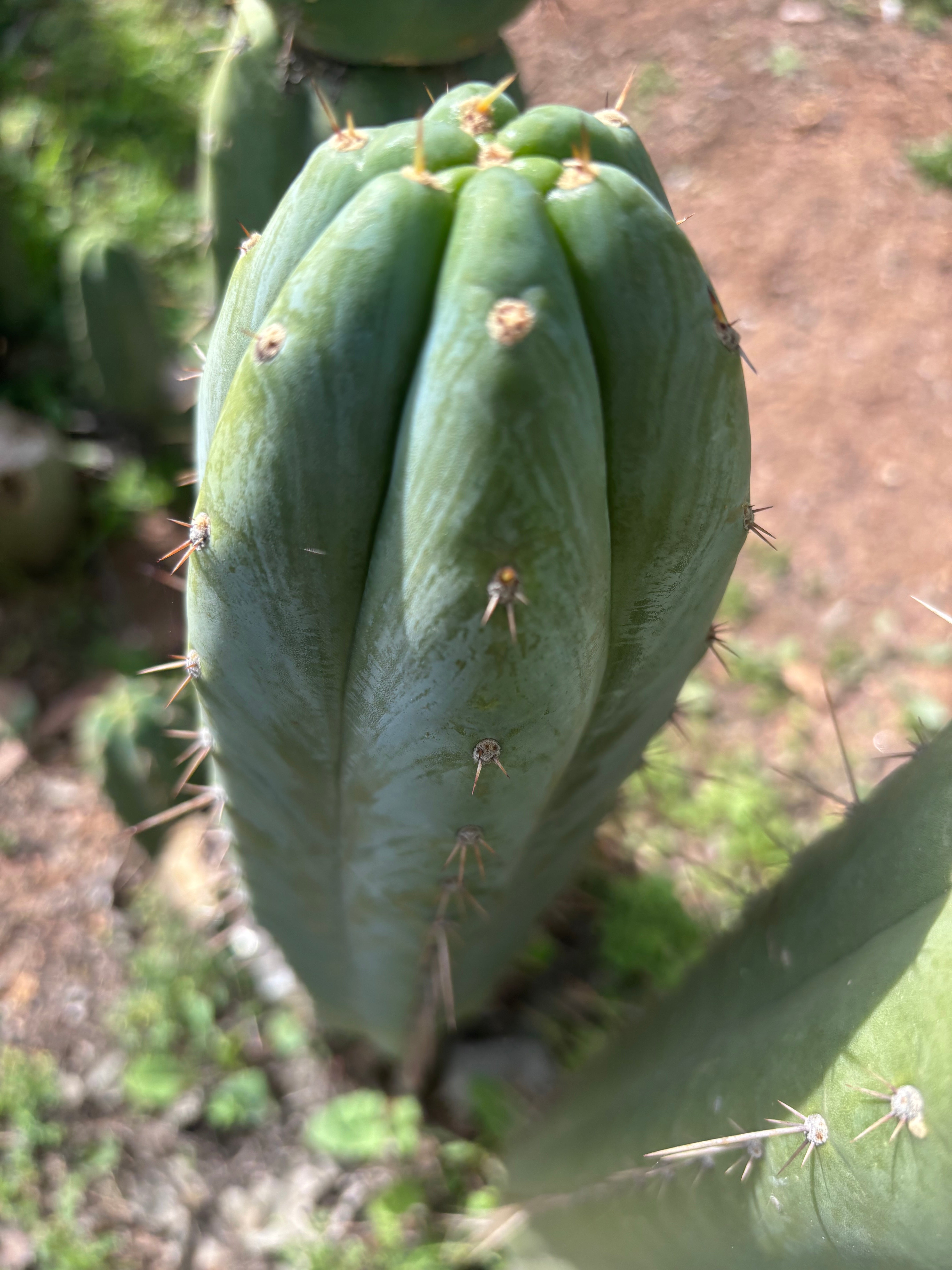 💎👑🌶️ Kimnach — Beefy XL 15” Pup