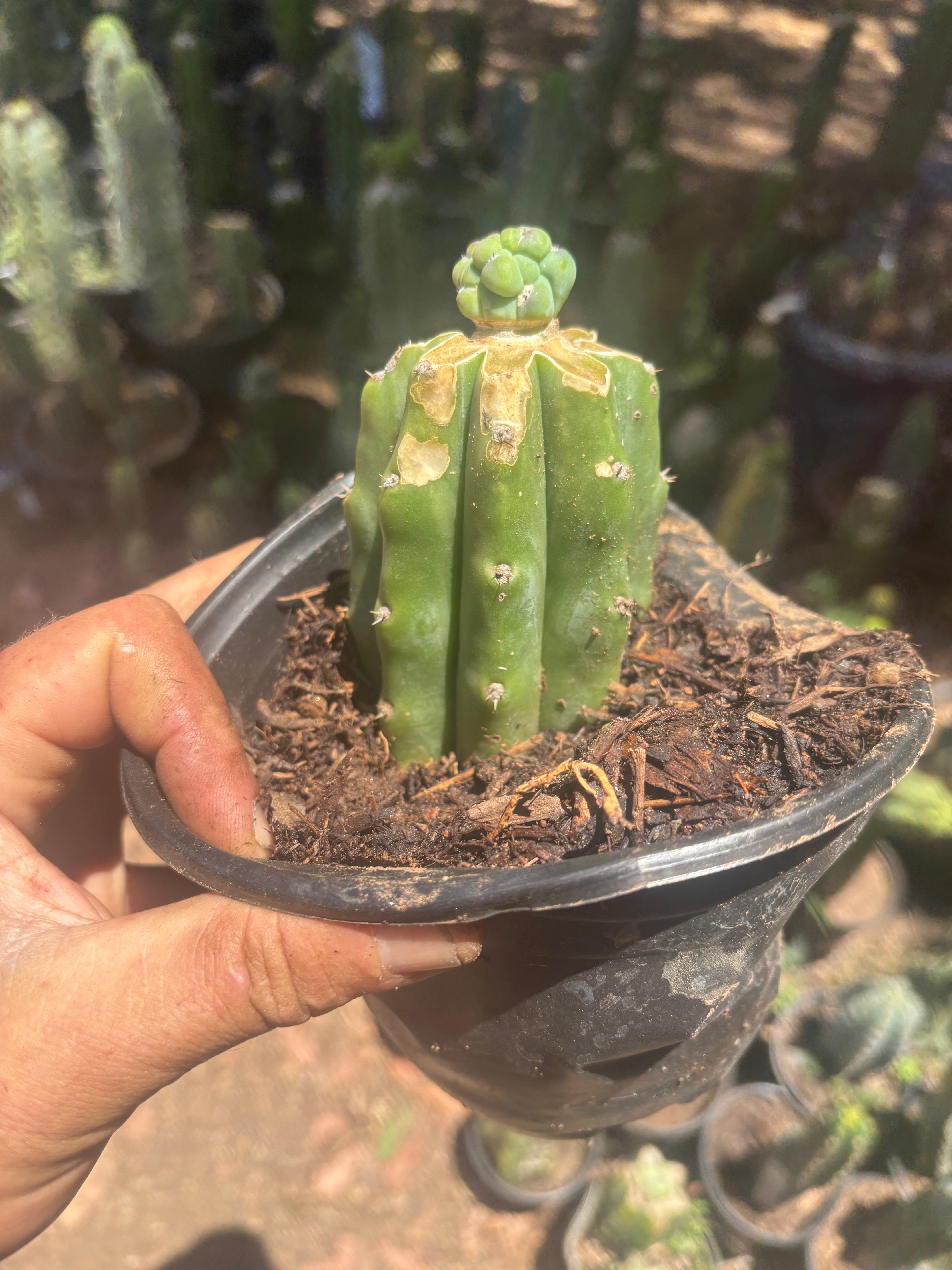 👑 Glorp — Small Pup Graft