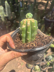 👑 Glorp — Small Pup Graft