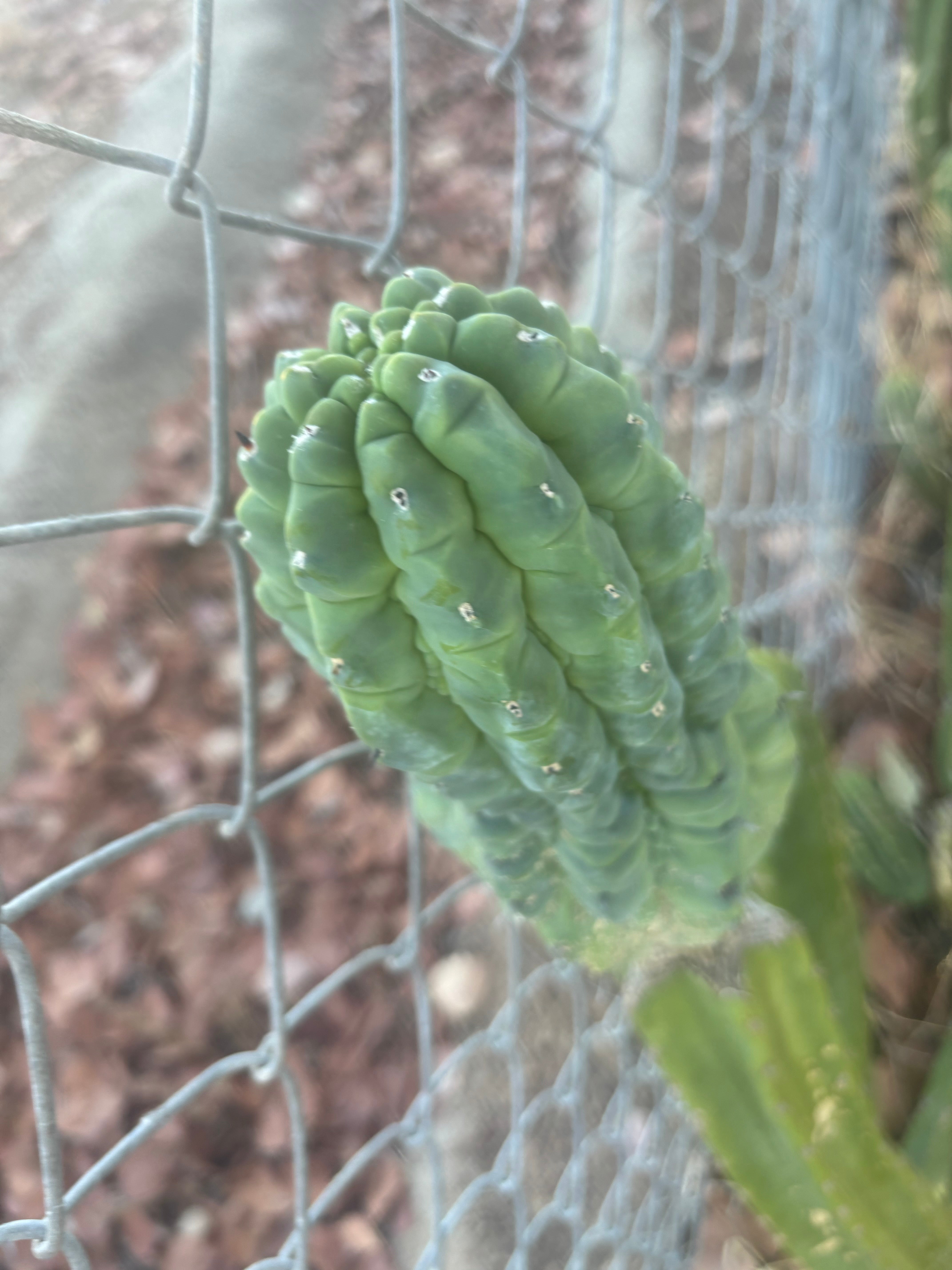 👑💎 Glorp — Another XL Graft
