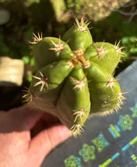 💎👑💎🌶️ CareBear — 7” Grenade Pup