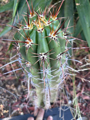 💎 Tacaquirensis — *Fully Rooted* 15”