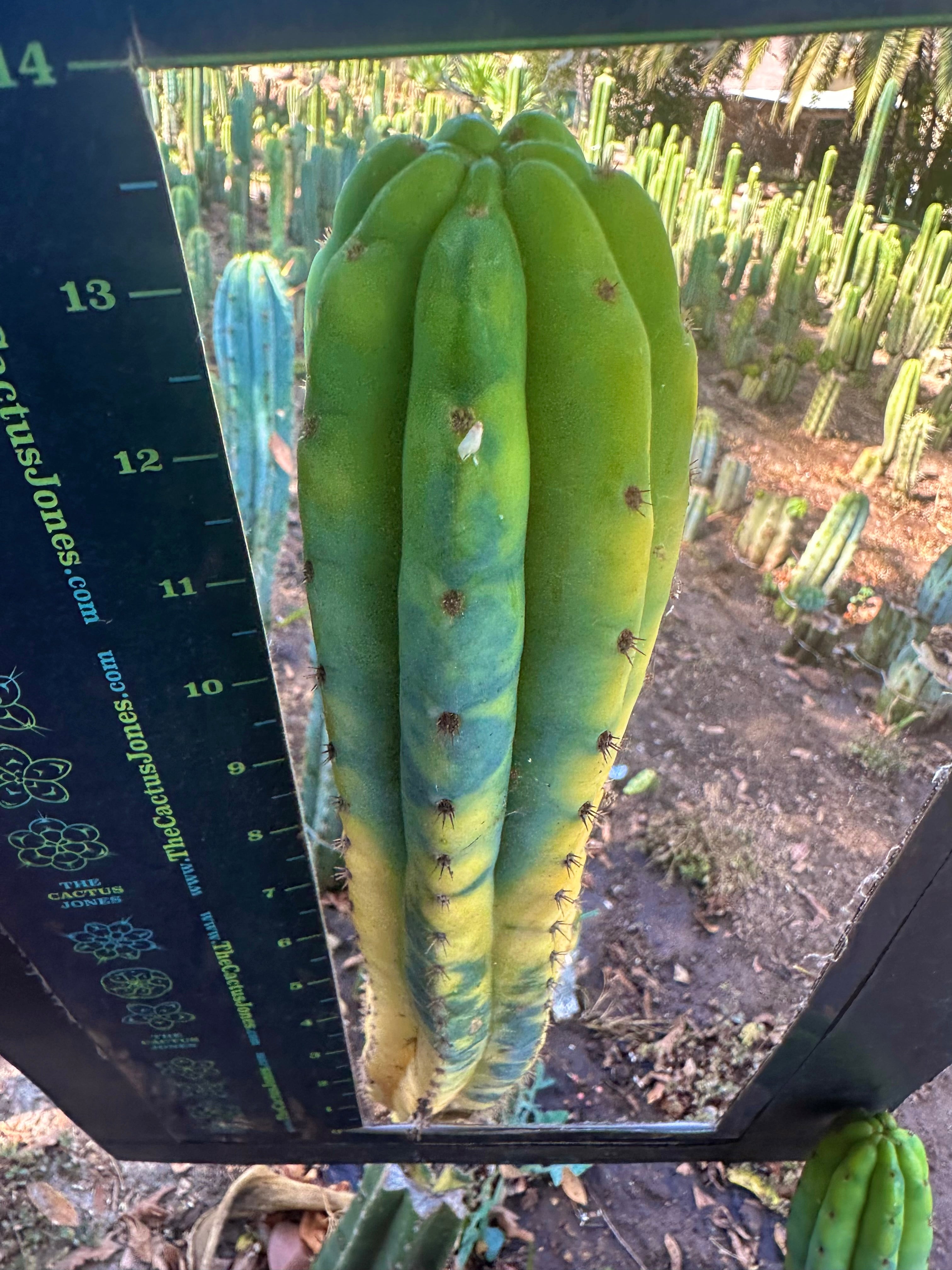 💎👑 Neon —  13” Tip