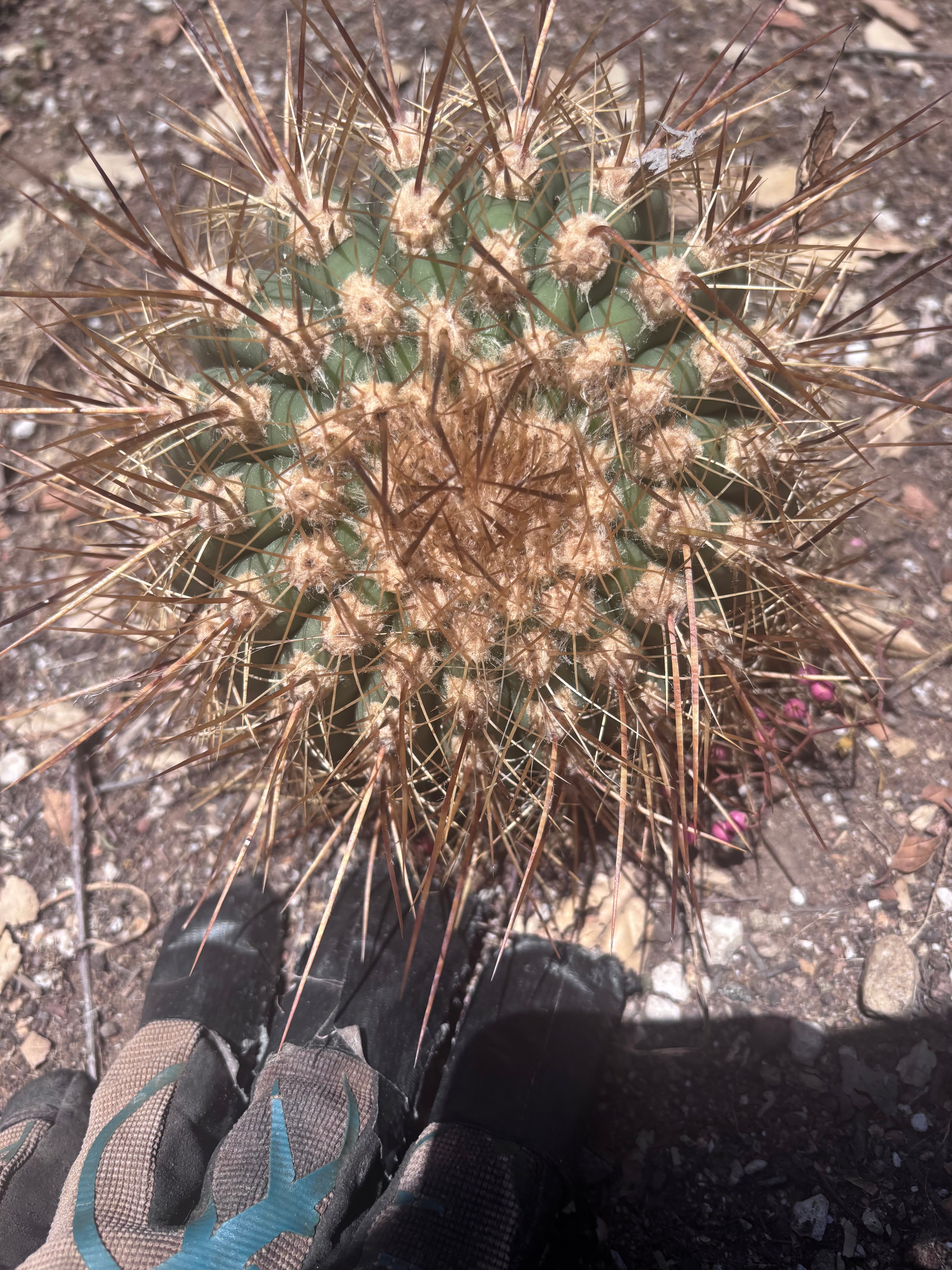 💎 T. Atacamensis — Small Pup