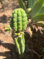 💎👑💎 Havran — Large Established Graft on PC