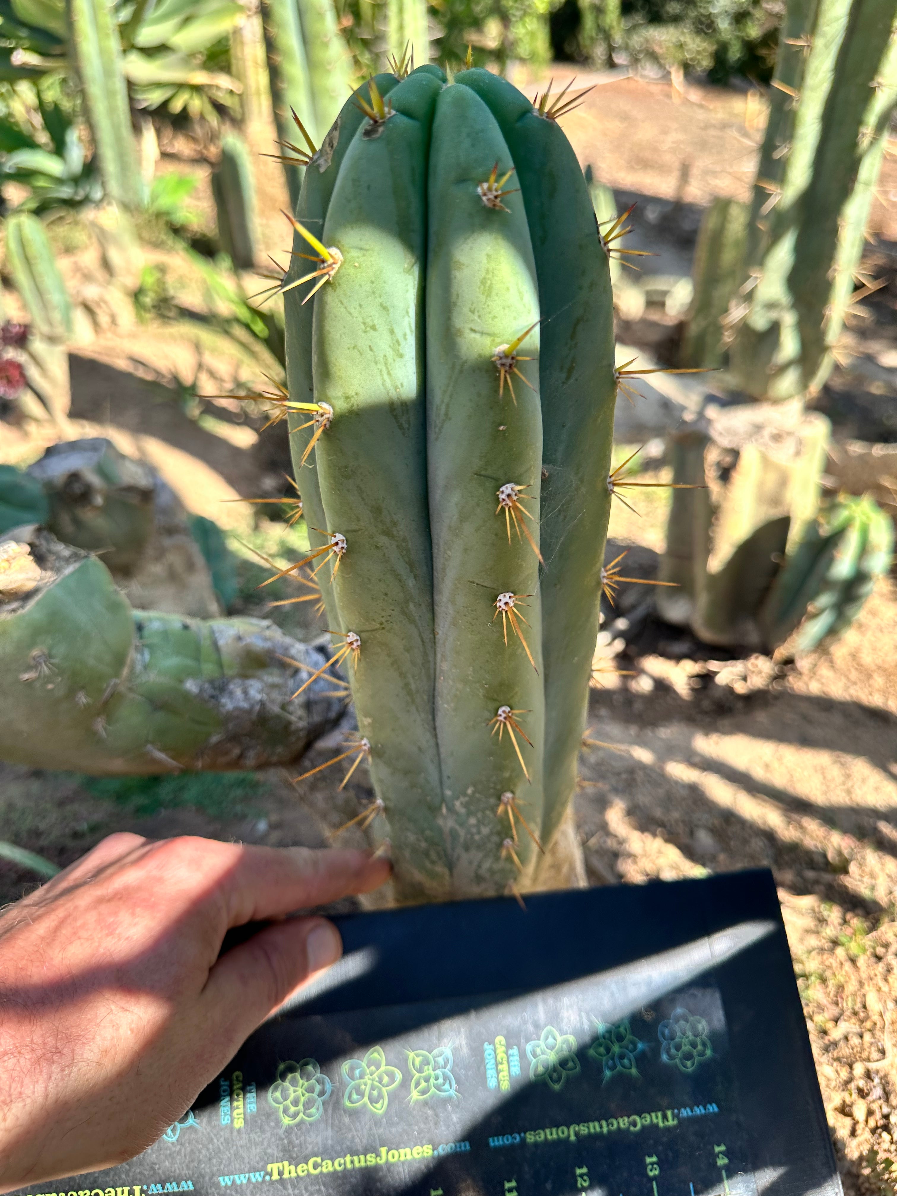 👑 Lotusland Huanu — FAT 10” Pup