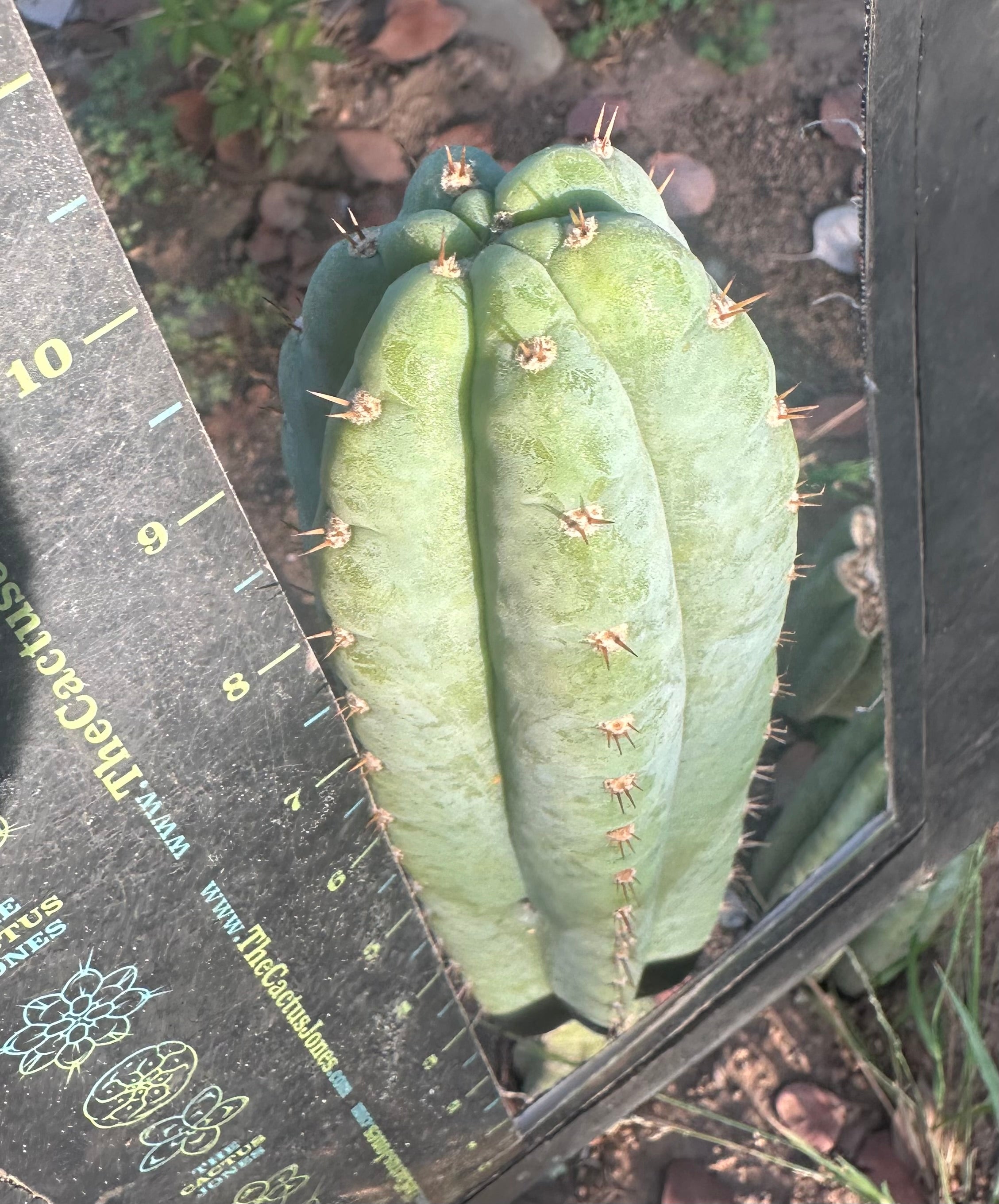👑🌶️ Restocked (Again) — Ventucky Blue — 10” Tips