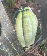 👑🌶️ Restocked (Again) — Ventucky Blue — 10” Tips