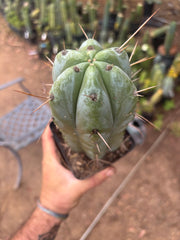 👑🌶️ Psycho0’  — Fat 9” Rooted Tip