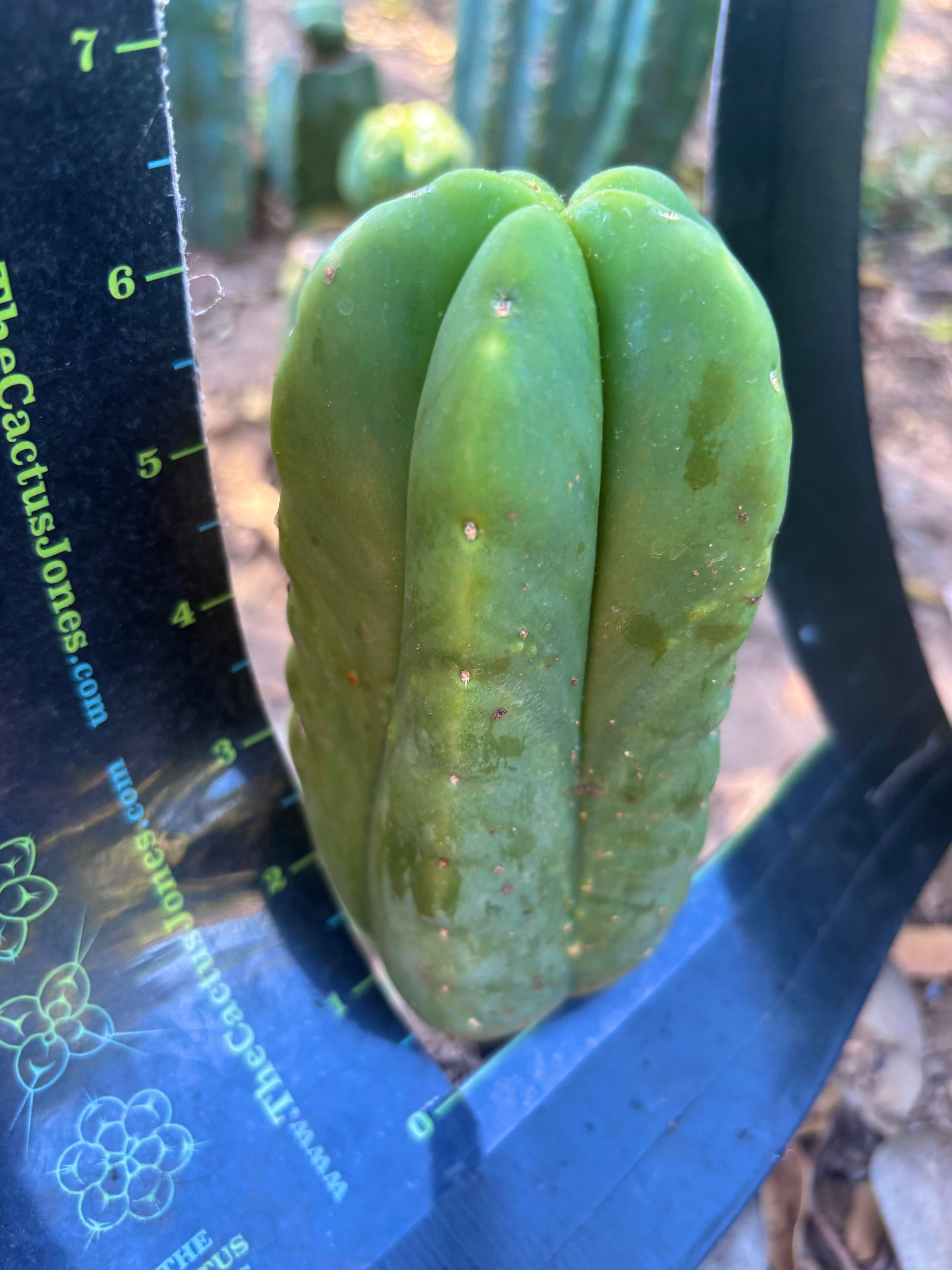 💎👑💎🌶️ Ferah! — 6.5” Pup