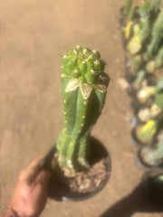 💎👑💎 Tetris — Pup Graft on Rooted 14” PC