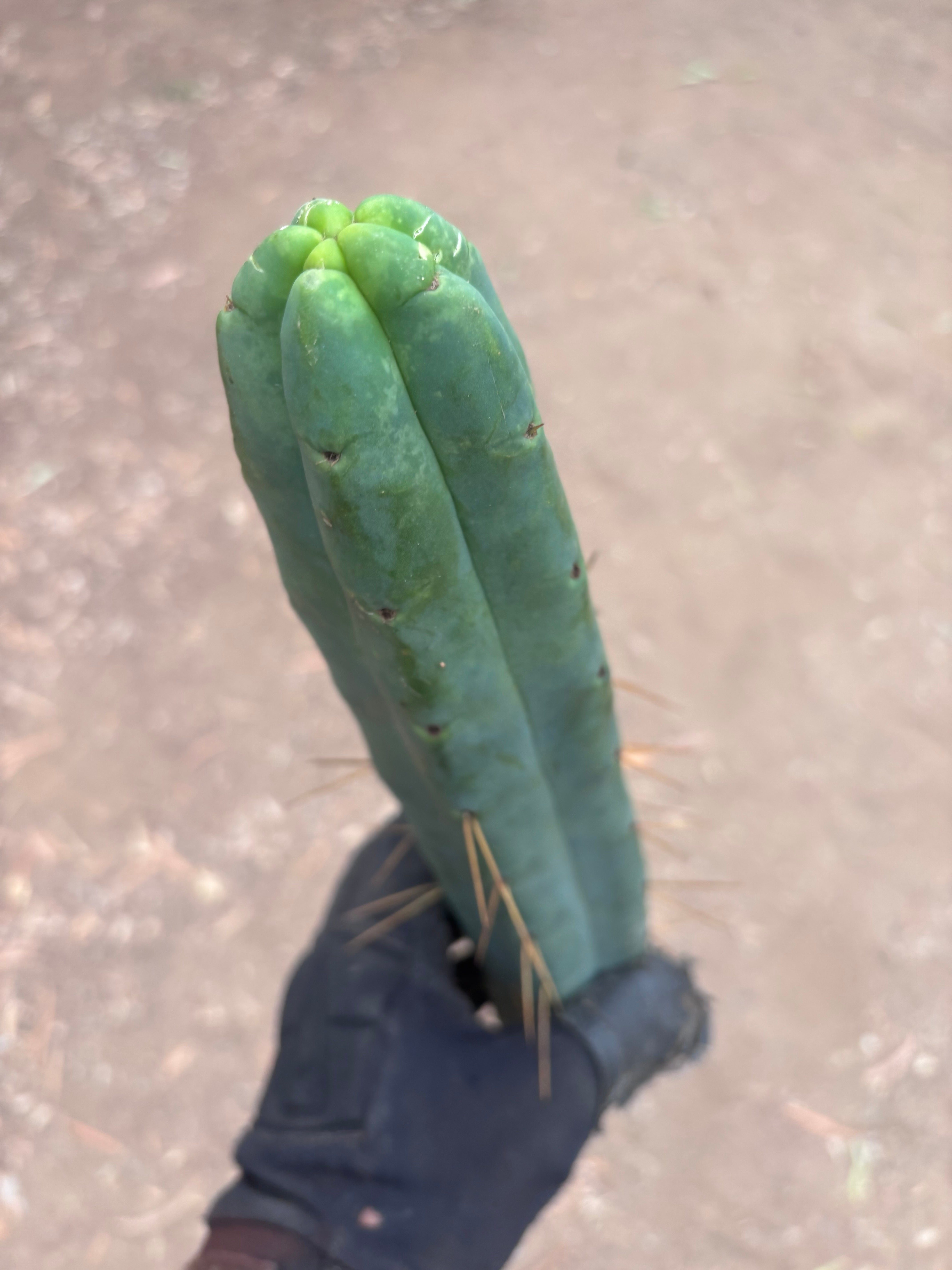 👑🌶️🌶️  Jiimz Twin Spine — 13” Tips (4)